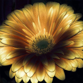 Flower (5015.1014)