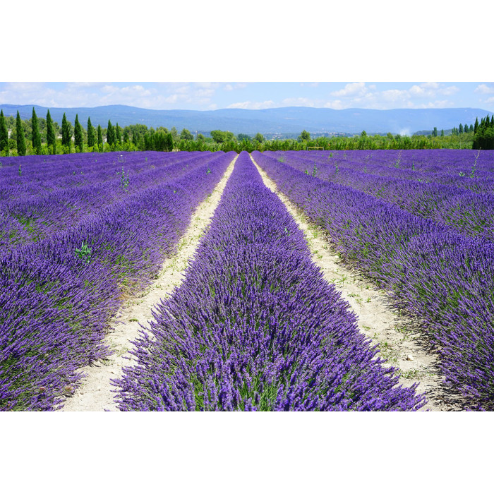 Lavender field (5020.1015)
