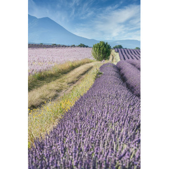 Lavendel veld (5020.1019)