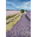 Lavendel veld (5020.1019)