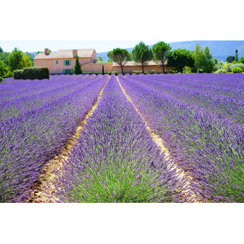 Lavendel (5020.1020)