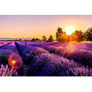 Lavendel veld by sunset (5020.1021)