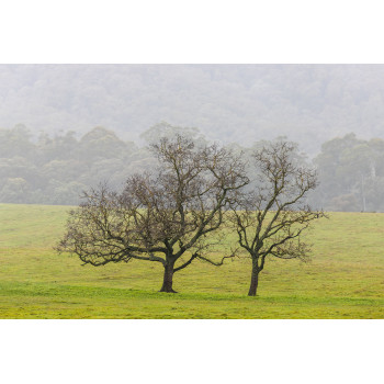 twee bomen op grasland (5050.1035)