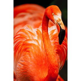 Flamingo (5070.1002)