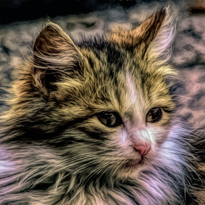 Kitten (5070.1003)