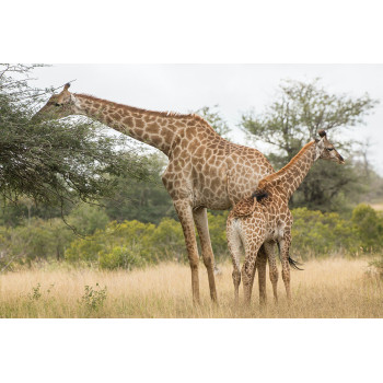 Giraf met kalf (5070.1010)