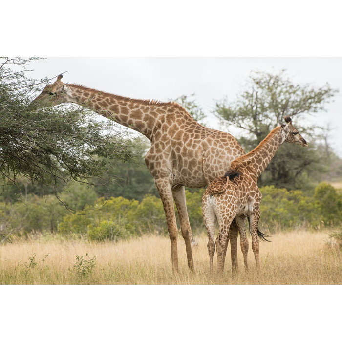 Giraf met kalf (5070.1010)