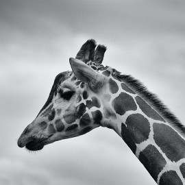 Giraf zwart wit (5070.1012)