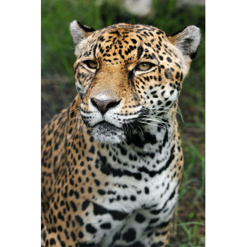 Female Jaguar (5070.1025)