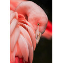 Flamingo (5070.1028)