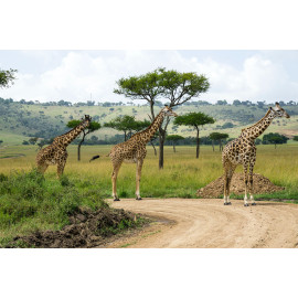 Giraffen (5070.1033)