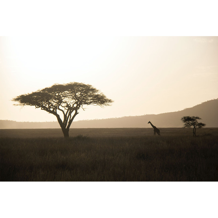 Giraf op savanne (5070.1034)