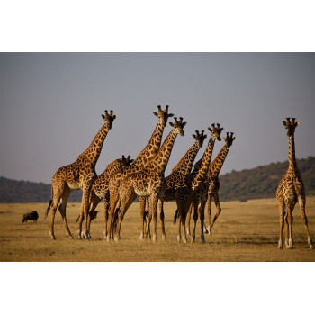 Giraffen (5070.1041)