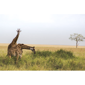 Giraffen op savanne (5070.1042)