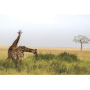 Giraffen op savanne (5070.1042)