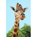 Giraf (5070.1051)