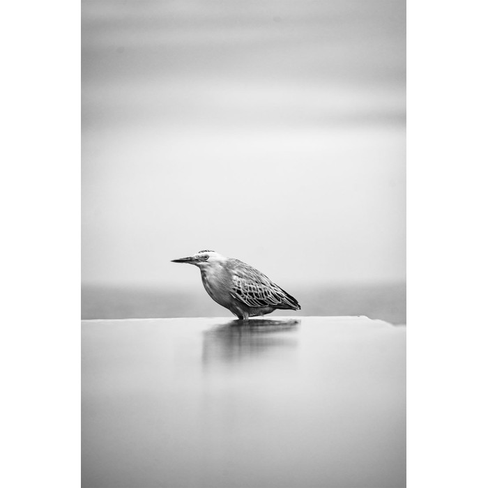 Vogel in het water (5070.1072)