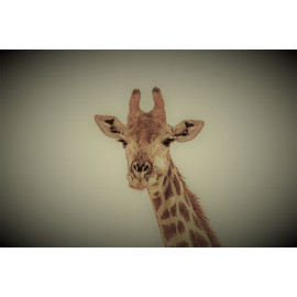 Giraffe (5070.1073)