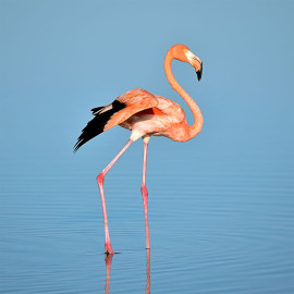 Flamingo VK orgineel (5070.1081)