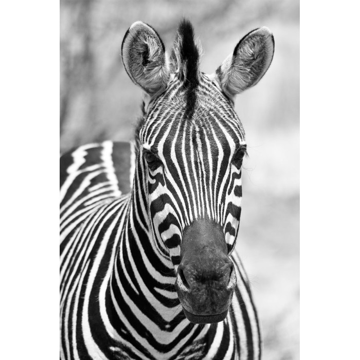Portrait of a Zebra (5070.1094)