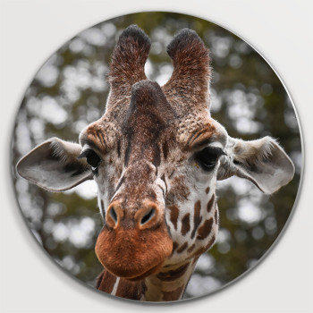 Giraffe (5070.1092)
