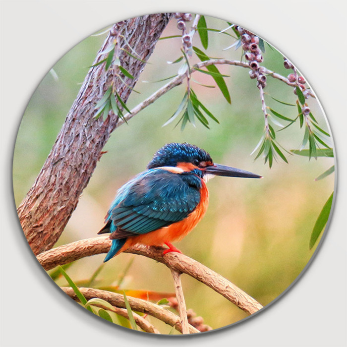 Kingfisher (5070.1100)