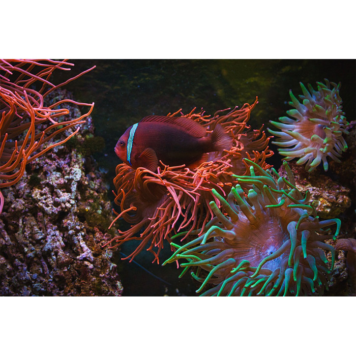 Aquarium (5070.1103)