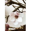 Magnolia Flower (5020.1023)