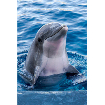 Dolfijn - Flipper (5070.1122)