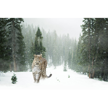Luipaard in de sneeuw (5070.1131)