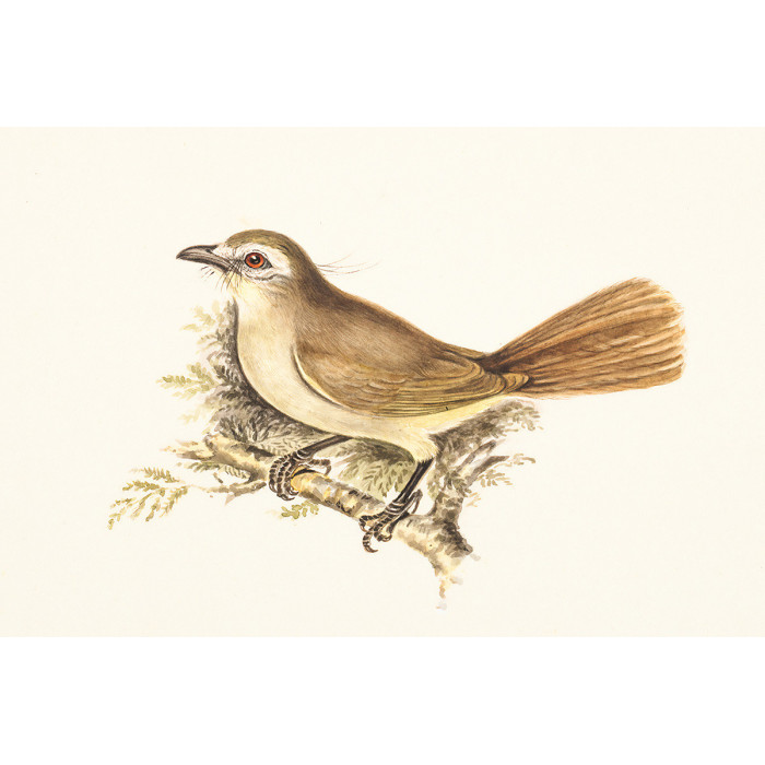 Bird Painting (5070.1140)