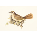 Bird Painting (5070.1140)