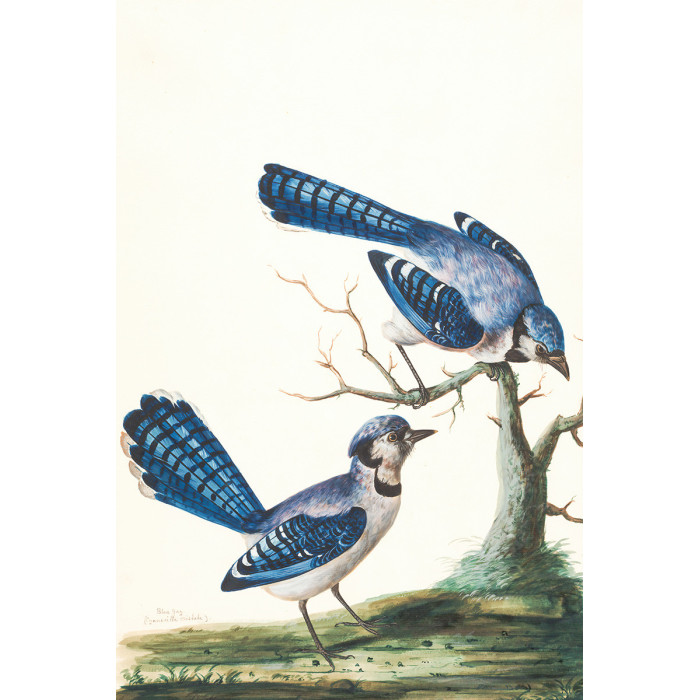Blauwe Vogels (5070.1143)