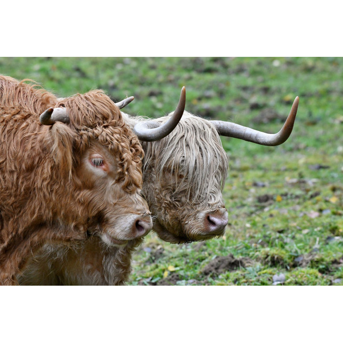 Bull en Longhorn - Schotse Hooglander (5070.1154)