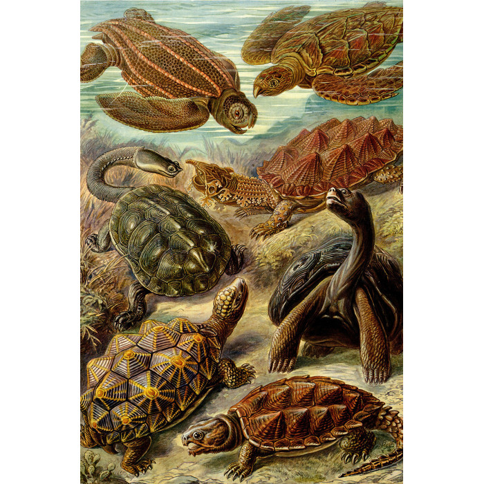 Ernst Haeckel - Chelonia - Zeeschildpadden (5010.4003)