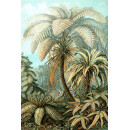 Ernst Haeckel - Filicinae - Jungle (5010.4004)