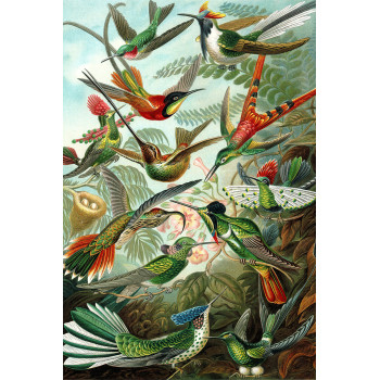 Ernst Haeckel - Trochilidae - Hummingbirds (5010.4007)