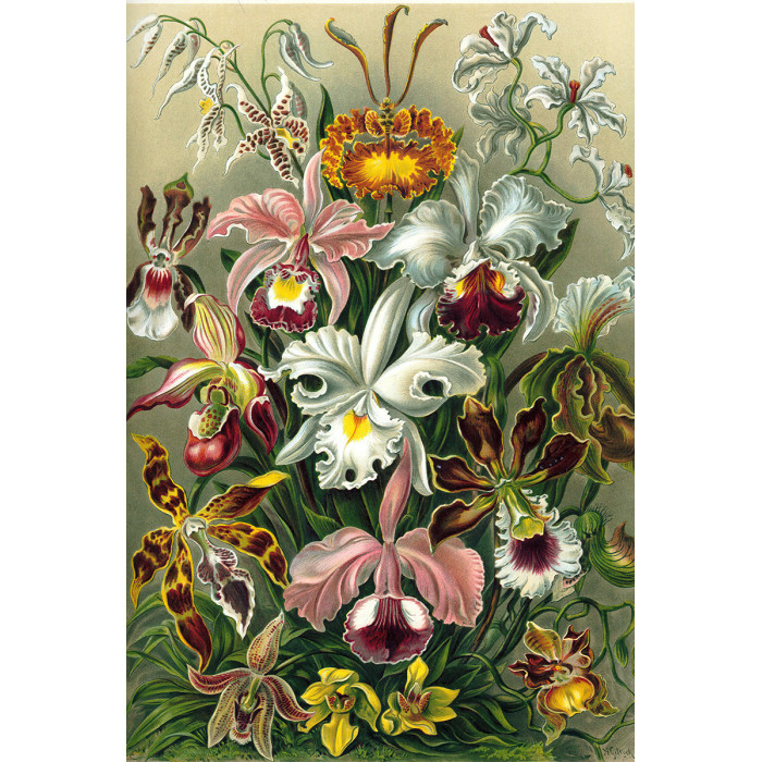 Ernst Haeckel - Orchidae - Orchidee (5010.4008)