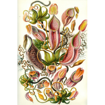 Ernst Haeckel - Nepenthaceae - Pitcher Plants (5010.4009)