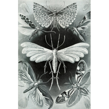 Ernst Haeckel - Tineidae - Vlinders en Motten (5010.4010)