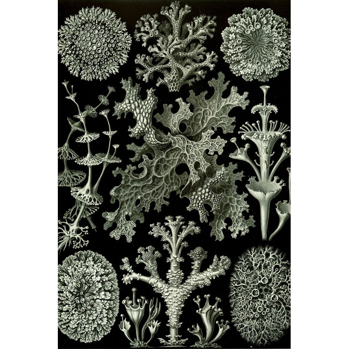 Ernst Haeckel - Lichenes - Algen (5010.4012)