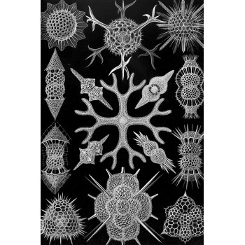 Ernst Haeckel - Spumellaria - eencellige Organismen (5010.4013)