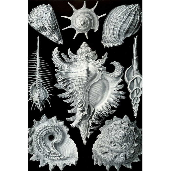 Ernst Haeckel - Prosobranchia - Schelpen (5010.4016)