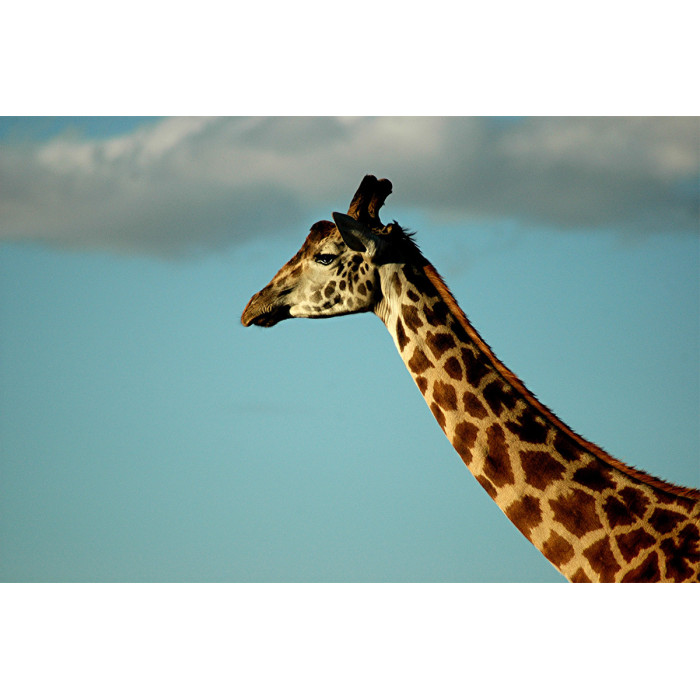 © Bert Huizinga - Giraffe (6213.1005)