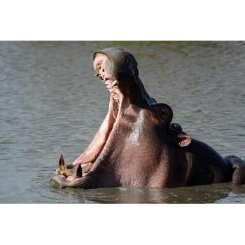 © Bert Huizinga - Nijlpaard met grote bek (6213.1018)