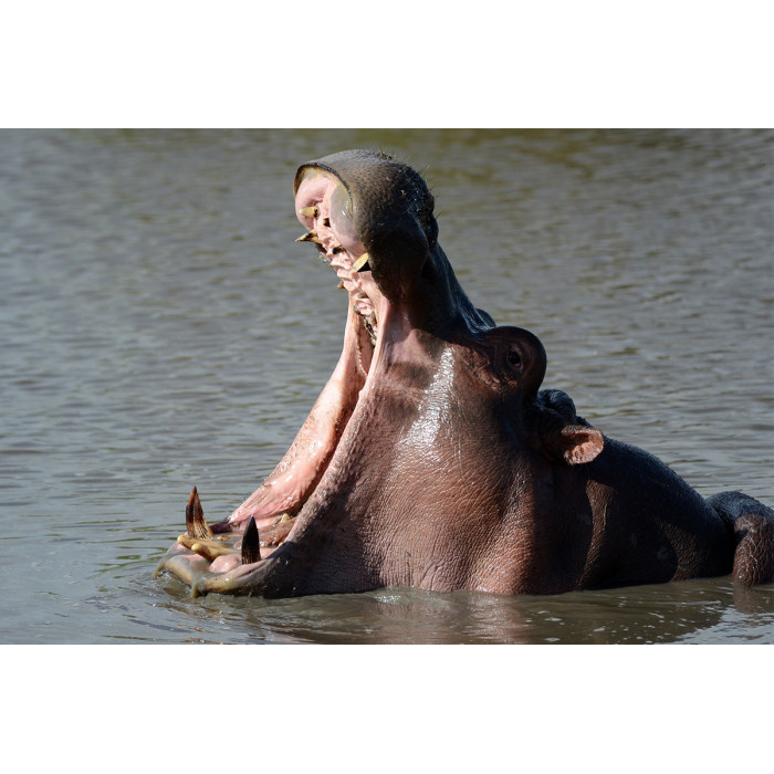 © Bert Huizinga - Nijlpaard met grote bek (6213.1018)