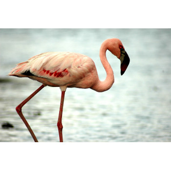 © Bert Huizinga - Flamingo (6213.1022)