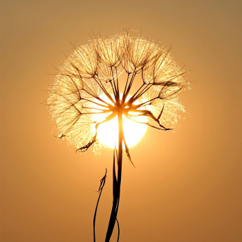 Silhouette of dandelion during golden hour (5025.1042)