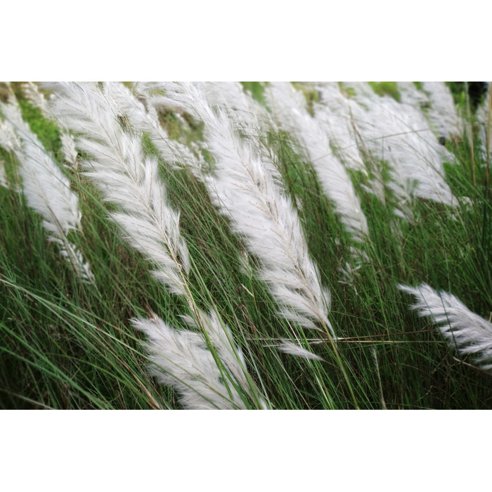 Gras met witte pluimen (5025.1043)