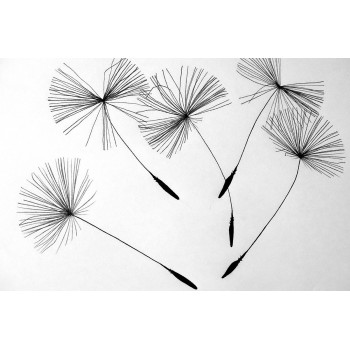 Dandelion flowers (5025.2009)